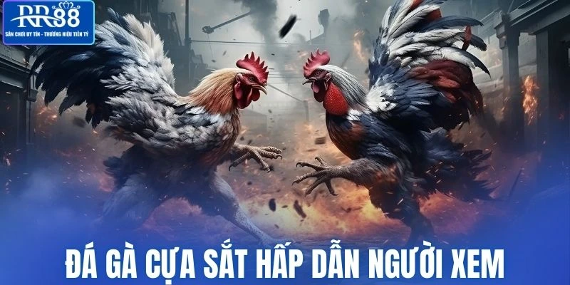 Đá gà cựa sắt thu hút nhiều người chơi tham gia