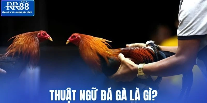 Người tham gia cần hiểu rõ về thuật ngữ đá gà