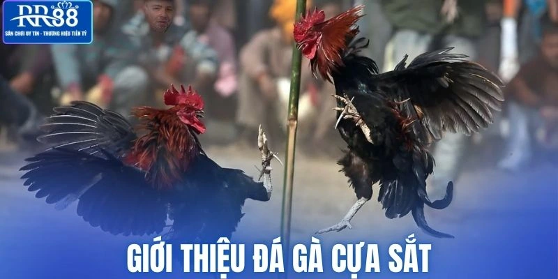 Tổng quan sơ nét về đá gà cựa sắt